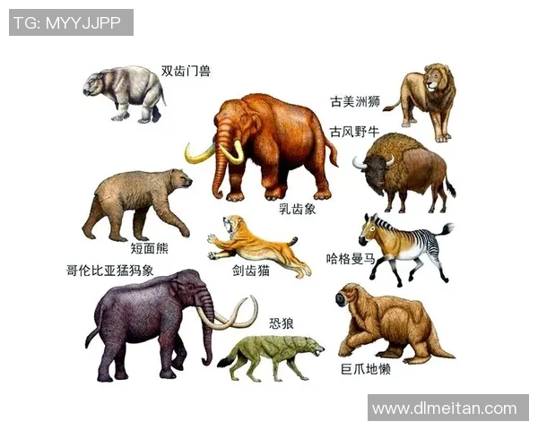 老虎与美洲狮的王者之争谁才是真正的森林霸主